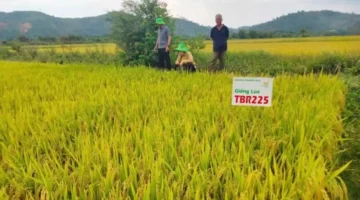 هدوء بالأسعار.. استقرار مستمر في حركة مبيعات السوق المحلي خلال الأسبوع الجاري